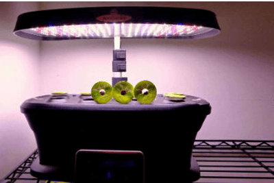 With LEDs One Can Grow Vegetables Even in Cold Weather