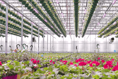 Learn New Tricks for LED Grow Lights and Save Energy