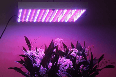 ASABE Publishes a Metric Standard for LED-based Horticultural Lighting