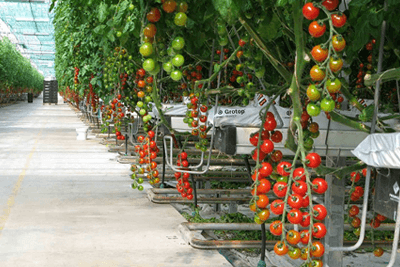 Gandini Antonio S.S. Famous Tomato Grower Opts for Heliospectra LED Lighting Solutions