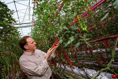 LED Lighting Makes it Possible for Asda to Supply UK Tomatoes Year-Round