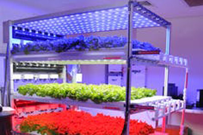 LED Lights Boost Plant Growth in Space