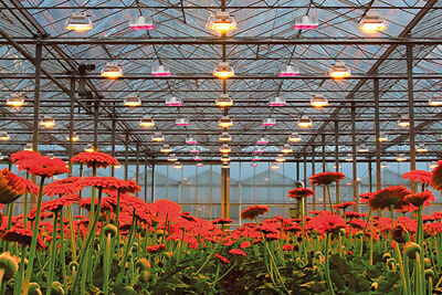 Plessey’s Hyperion Could Well be the Complete Replacement to HPS Grow Lighting