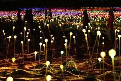 Uluru basks in a sea of color