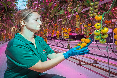 UK Tomato Growers Use LED Lighting to Improve Yield and Taste