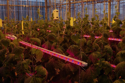 Philips Lighting Installs First LED Grow Light Project in Russia