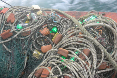 LED Lights Lower Down Bird Deaths from Fishing by 85%