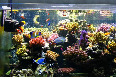 Kyocera Launches Full-Spectrum LED Aquarium Lighting