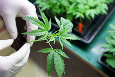 Australian Cannabis Researcher to Get LED Lighting Solutions from Heliospectra
