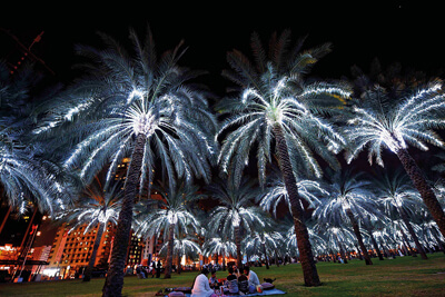 LED Transforms Palm Oasis into Fireflies Forest in Sharjah