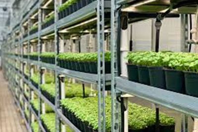 Fluence to Provide Horticulture Lighting Solutions to Agmedica Exclusively
