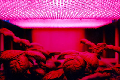 Herbal House Plans to Boost LED Grow Light Demand