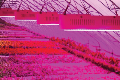 LEDs Come to the Rescue of Flower Growers in West Bengal