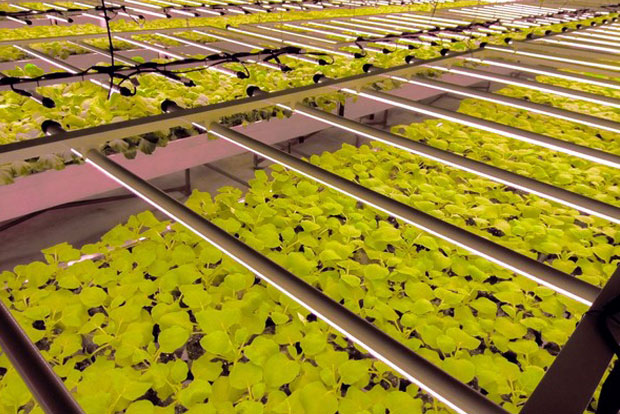 Producing high added value proteins with LED lights