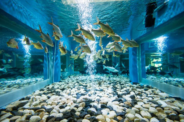 Aquarium lights: enhance the beauty of your little fish tanks